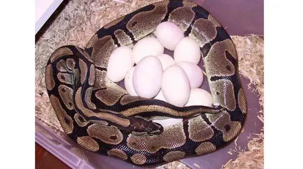 تولد بچه مار پیتون را ببینید+فیلم