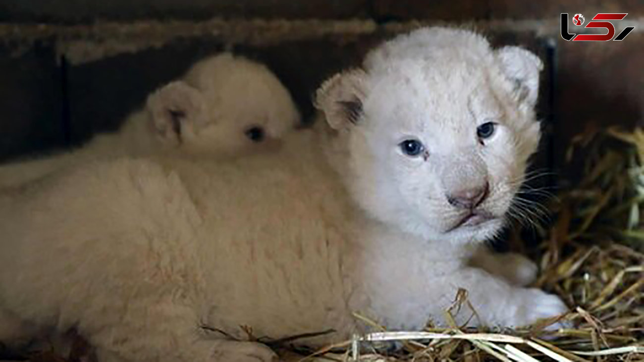 علت مرگ تلخ شیر سفید در  باغ وحش هویزه 