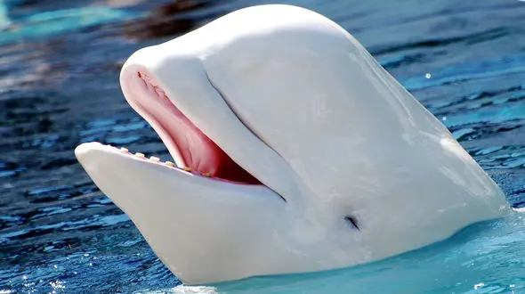 نهنگ راگبی باز را مشاهده کنید + فیلم