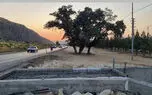  بلوط کمربندی شیراز بر اثر بی توجهی پیمانکار راهسازی خشک شد