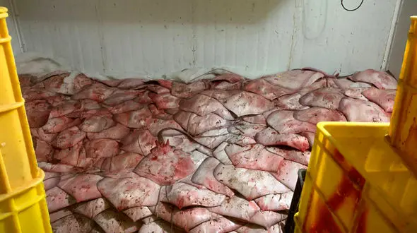 کوسه‌کشی در سکوت؛ انقراض کوسه‌ماهی سرچکشی در ایران نزدیک است / صیادان غیرمجاز آزادانه زیر تابلوی ممنوعیت خرید و فروش کوسه، کار غیرقانونی می کنند! + عکس و فیلم