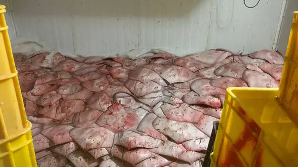 برخورد قاطع با صید و قاچاق کوسه‌ماهیان در خلیج فارس؛ جریمه‌های سنگین در انتظار متخلفان