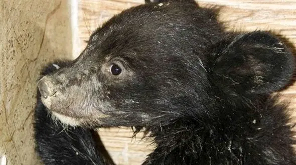 توله خرس سیاه در جستجوی مادر!