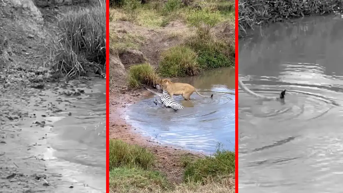 فیلم لحظه هیجان انگیز شکار گورخر توسط شیر ماده