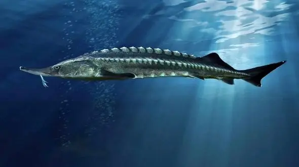 صید فیل ماهی نیم تنی در مازندران + فیلم 