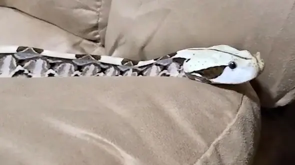 مار خوش خط و خال به مبلمان خانه راه یافت + فیلم 