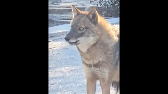 مشاهده یک شغال در پارک ملت مشهد ! / راه مقابله ورود وحوش به شهرها چیست؟