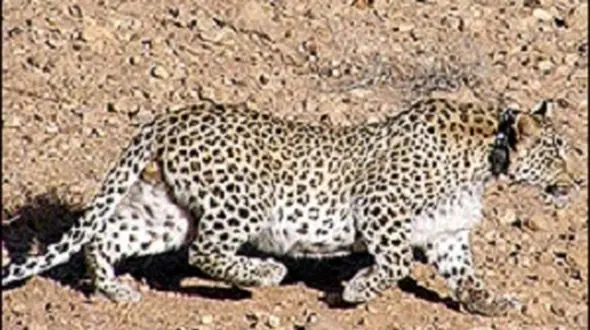 ثبت یک قلاده پلنگ ایرانی در الموت