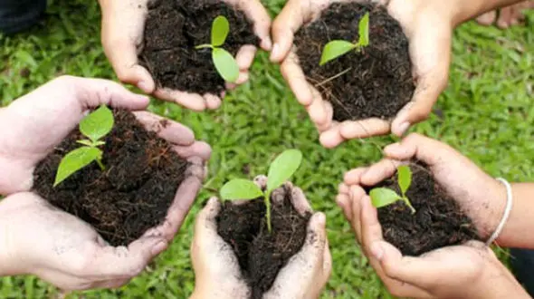 ثبت پلاک درخت به نام دانش آموزان+جزییات