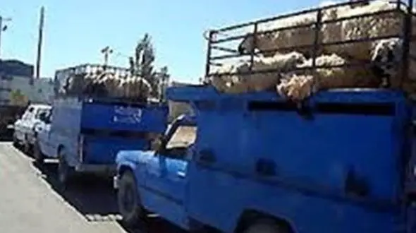 توقیف وانت نیسان حامل گوسفند قاچاق / در گچساران رخ داد