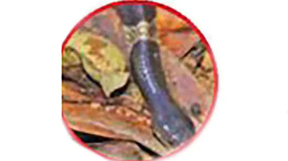 نیش مرگبار مار سمی مردی را در حین اقدام شیطانی با زن جوان از پای درآورد+ عکس