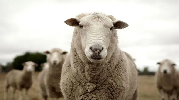 مجازات مادر و پسر مسلمان به خاطر قربانی کردن!