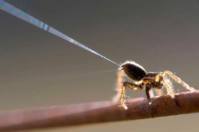 عنکبوتهای پرنده، کابوسهایی در دل طبیعت