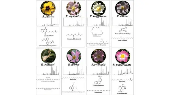 کشف یک ترکیب شیمیایی منحصر به فرد در گلبرگ گیاهان رز توسط عضو هیأت علمی دانشگاه تهران 