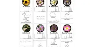 کشف یک ترکیب شیمیایی منحصر به فرد در گلبرگ گیاهان رز توسط عضو هیأت علمی دانشگاه تهران 