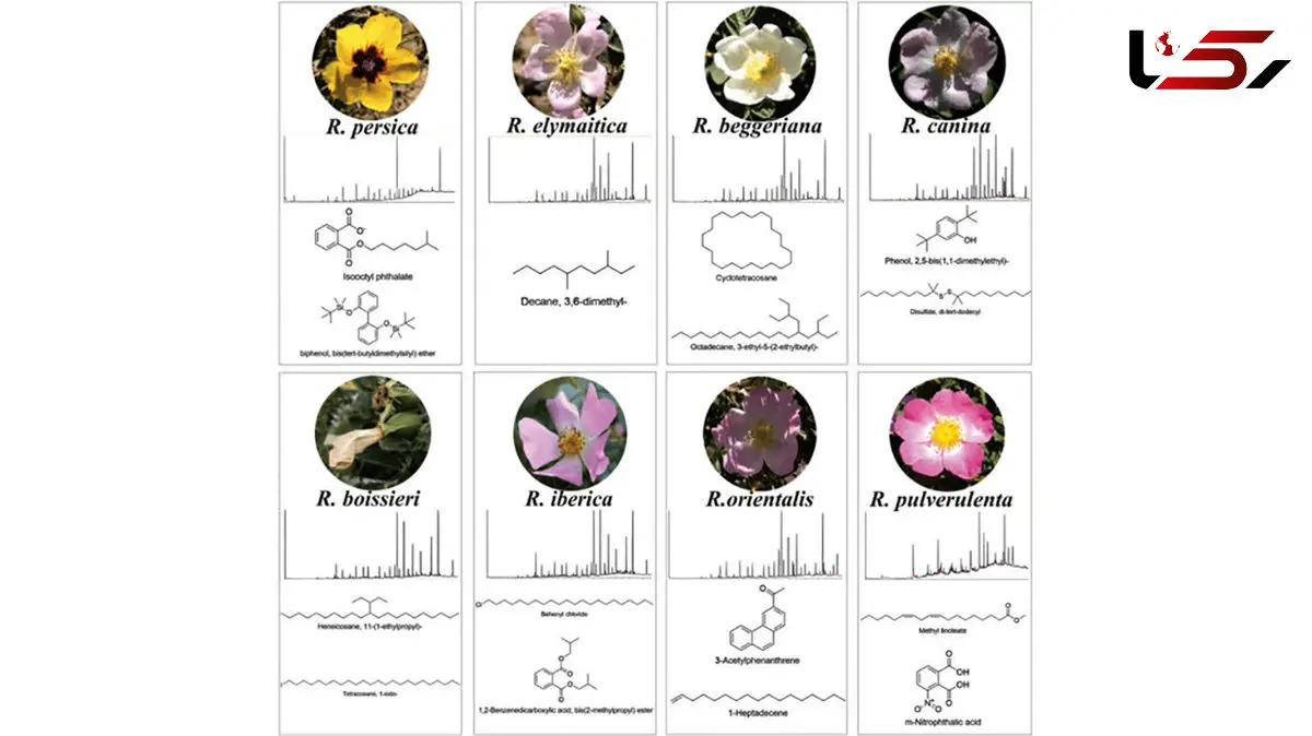 کشف یک ترکیب شیمیایی منحصر به فرد در گلبرگ گیاهان رز توسط عضو هیأت علمی دانشگاه تهران