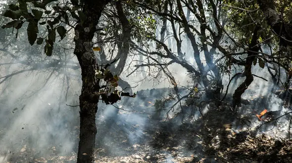 آتش سوزی جنگل گلستان در محدوده استان خراسان شمالی مهار شد