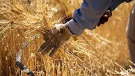 حجتی: مطالبات گندم‌کاران پرداخت شد/امسال گندم را با نرخ تضمین شده ۱۳۰۰ تومان خریداری می‌کنیم