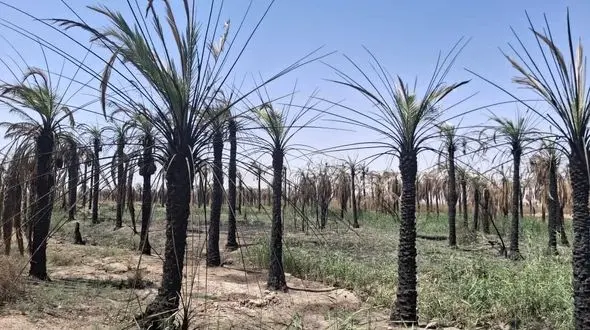  ۲۵ هزار نخل در  ۱۶۰ هکتار آبادان سوختند/ نخلستان هایی که با ثمر بودند اما جان دادند + فیلم