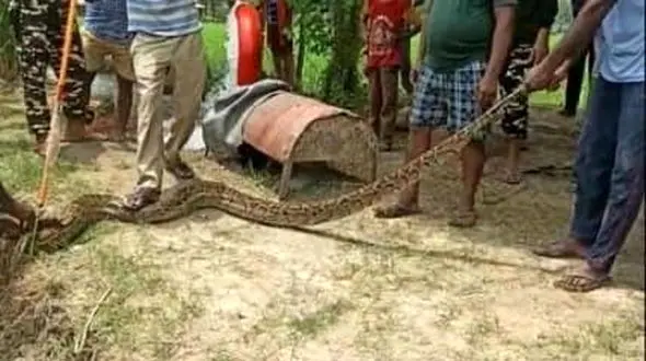 سلفی با مار پیتون + عکس 