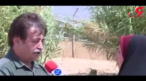 تصادفات جاده‌ای علت اصلی مرگ یوزپلنگ های ایرانی / سگ ها هم نقش دارند ! + فیلم 