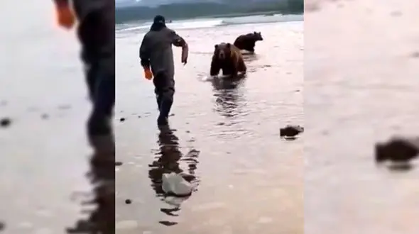 اقدام دیوانه وار یک مرد در غذا دادن به خرس گریزلی + فیلم 