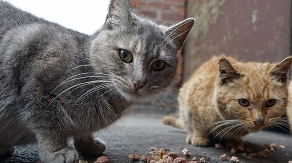 پناه آوردن گربه ها به خودرو + عکس