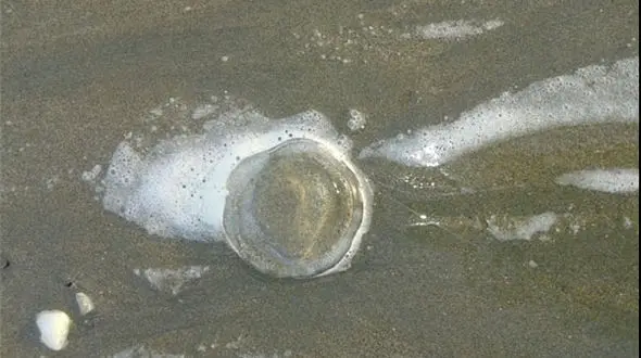 مرگ عروس های دریایی