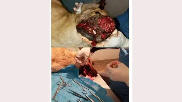 عکس فجیع از سگ آزاری توسط زن کرمانشاهی 