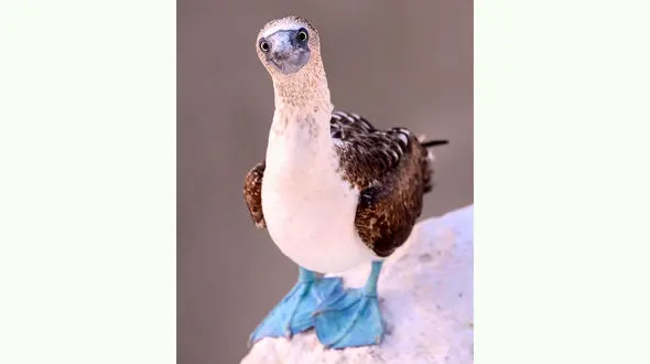 رنگ پای این غاز شما را شگفت زده می کند + عکس