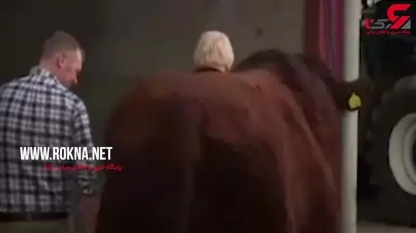 گاوچرانی بوریس جانسون در اسکاتلند + فیلم 