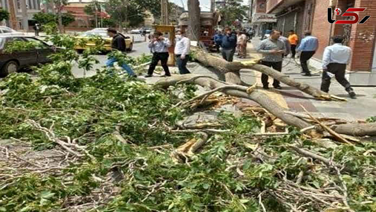 طوفان ویرانگر در ارومیه / 50 درخت شکست و 9نفر  زخمی شدند + جزئیات