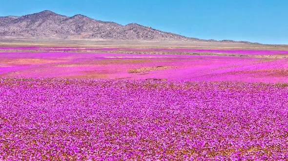 خشک‌ ترین بیابان زمین شکوفا شد؛ از آتاکاما تا بهشت گل‌ ها