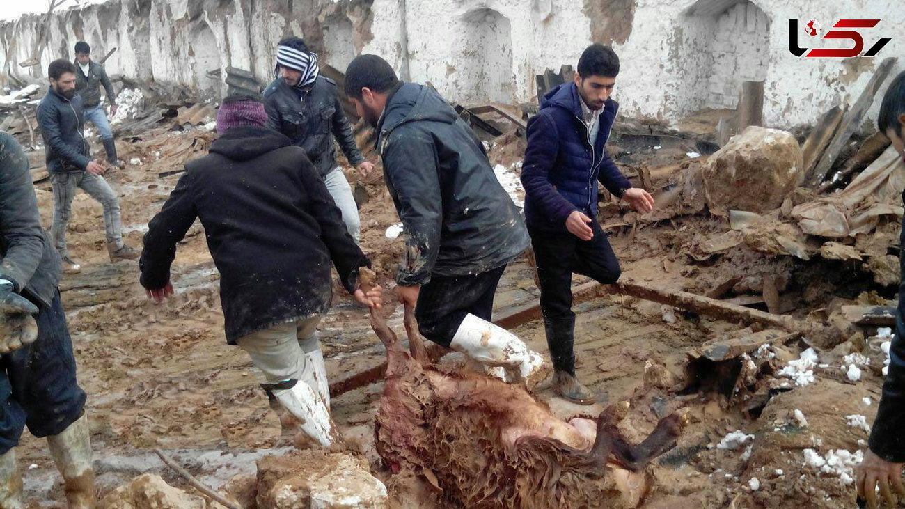 گوسفندان در خراسان رضوی زیر آوار ماندند و تلف شدند + عکس 