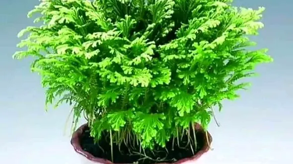 دنیای جادویی گل رز جریکو + فیلم