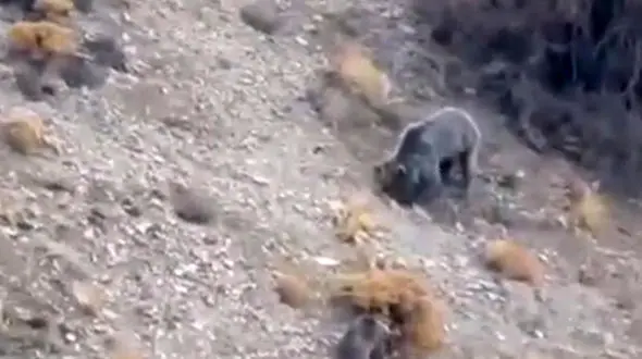 فیلم مشاهده خانواده خرس قهوه ای در دنا