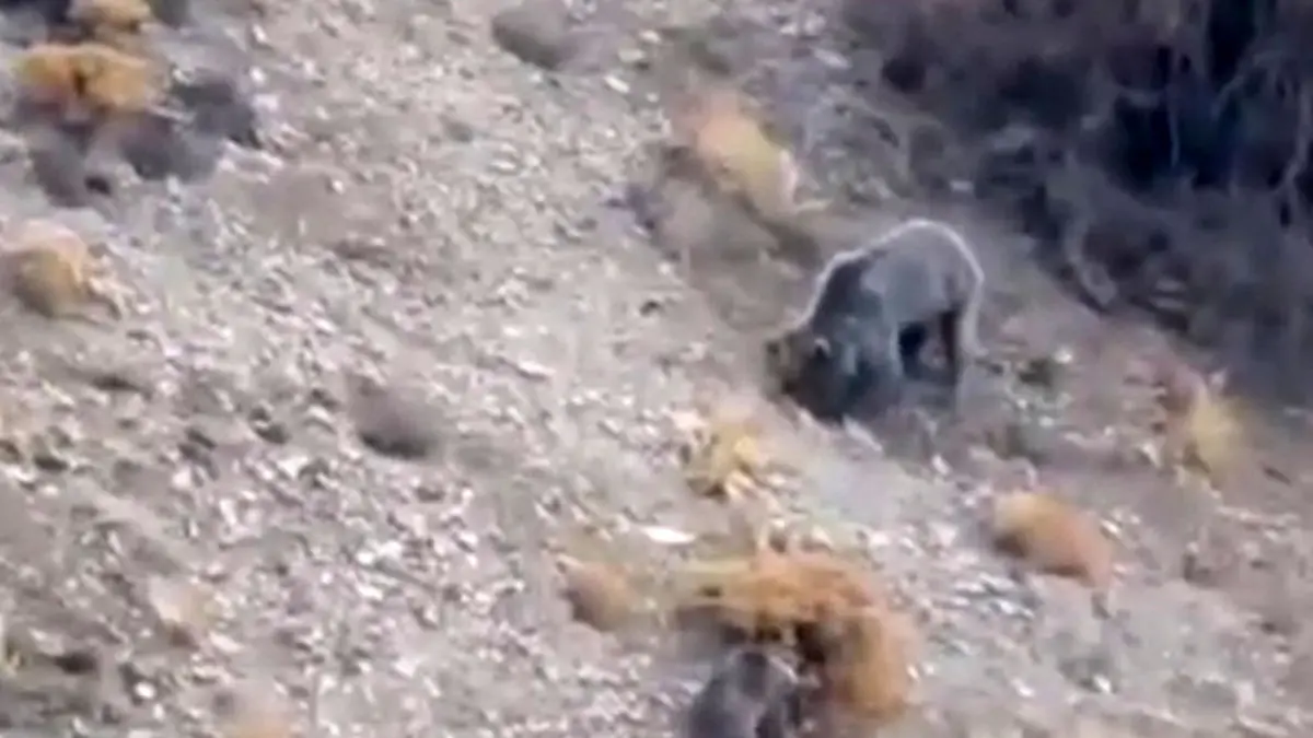 فیلم مشاهده خانواده خرس قهوه ای در دنا