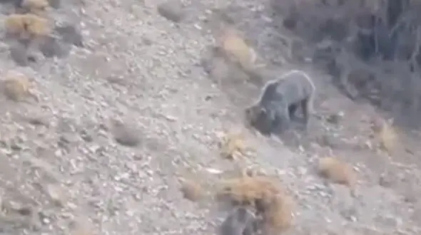 فیلم مشاهده خانواده خرس قهوه ای در دنا