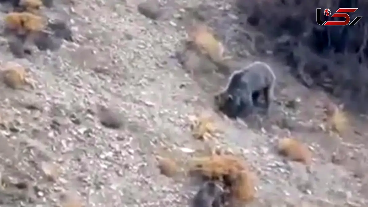 فیلم مشاهده خانواده خرس قهوه ای در دنا