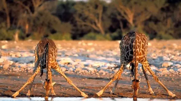 فیلم/ تاکتیک پرزحمت یک زرافه برای غذا خوردن از روی زمین 