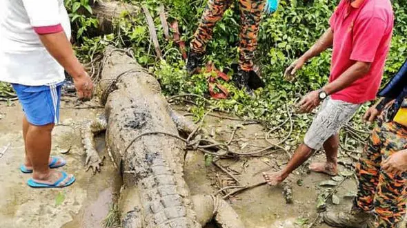 تکه های جسد پسر 14 ساله 6 روز در شکم کروکودیل عظیم الجثه بود + فیلم