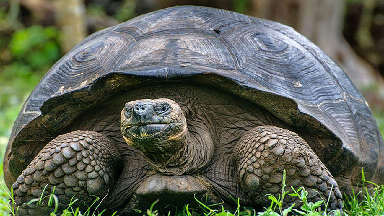 Слоновая черепаха среда обитания. Галапагосская черепаха. Галапагосская гигантская черепаха. Слоновые черепахи Галапагосы. Галопогоская Черепаза.