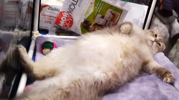 دردسر چاقی بیش از حد یک گربه + عکس