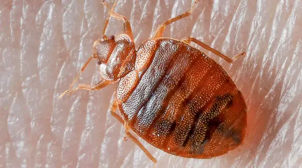 افزایش ساس ها در آستانه المپیک در پاریس موجب ترساندن مردم شده است