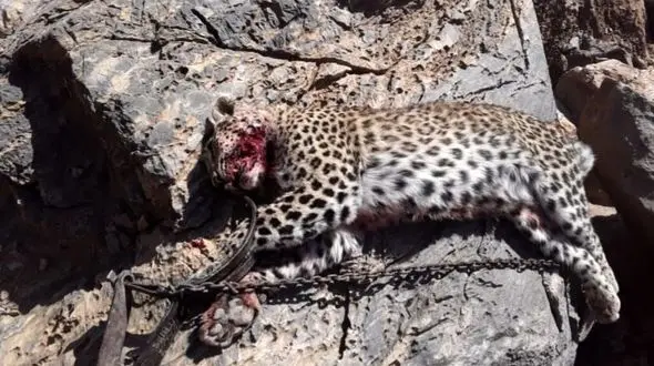  بی رحم ترین مرد کرمان دستگیر شد / م - ج کیست ؟  + عکس 16+