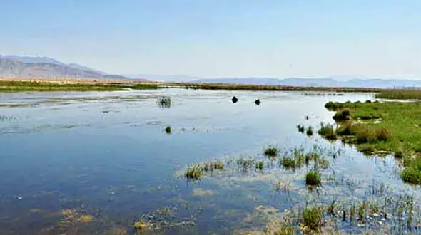 بی نتیجه ماندن طرح‌های ساماندهی تالاب‌ها