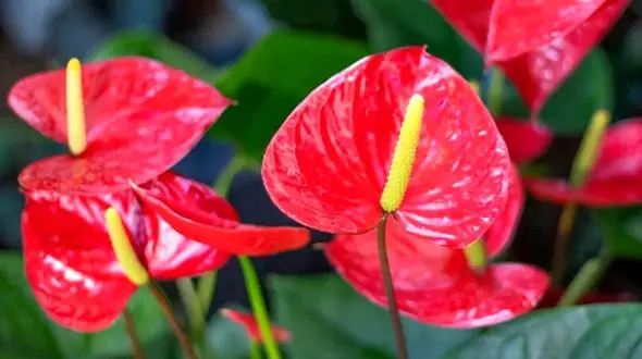 گیاهان آپارتمانی جادویی که حس عشق را در خانه زنده می‌ کنند / عکس