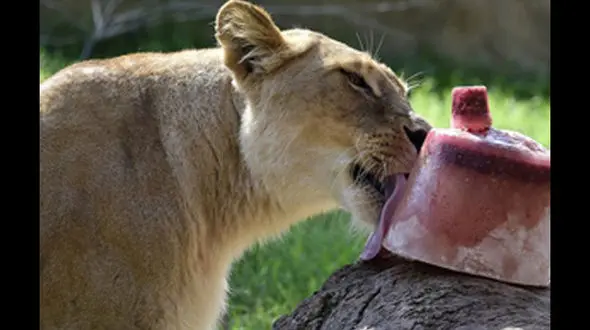 گرمای طاقت فرسای ایتالیا صدای حیوانات را درآورد+ فیلم 