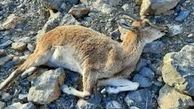 لاشه بزوحشی از منزل یک شکارچی در لرستان کشف شد/ ۷۵۰ میلیون جریمه شکار هر راس بز وحشی