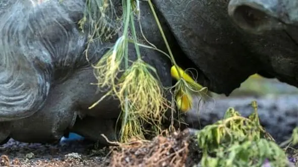 ملکه ویکتوریا سرنگون شد + تصاویر